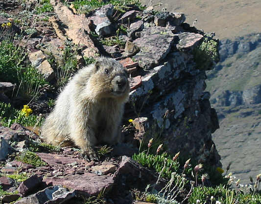 Even marmots like the views up here!