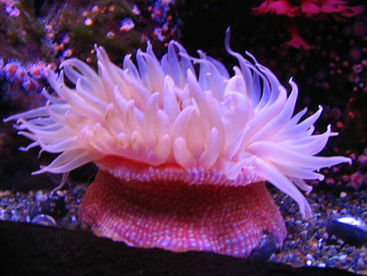 Mmmmm...sea anemone...