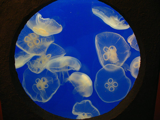 Keeping live jellyfish on display in an aquarium is no easy task!