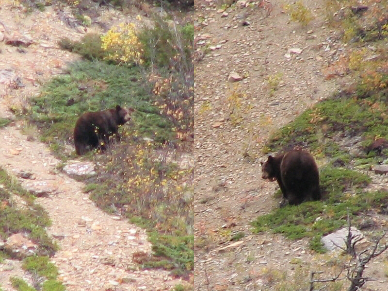 The bear knew I was there but appeared to be indifferent about my presence.  Sigh.