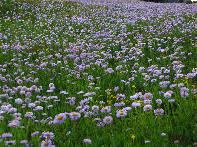 I think most of these are fleabane...