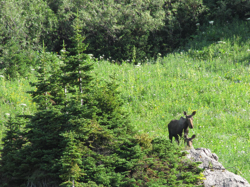 Actually, I think there was a third moose also hidden behind the rock.