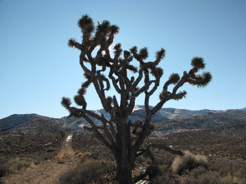 You can find a whole forest of these in the Mojave National Preseve.