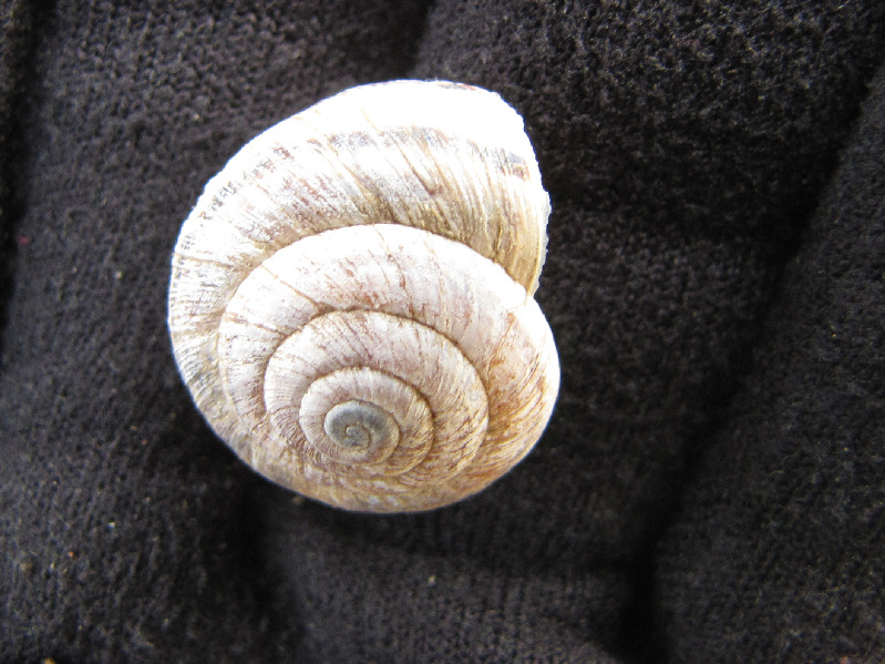 According to Wikipedia, over 90% of gastropod species have dextral (right-handed) shells like this one.