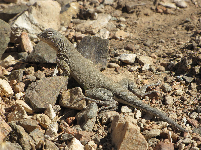 Apparently being "earless" prevents sand from entering these lizards' bodies when they burrow.