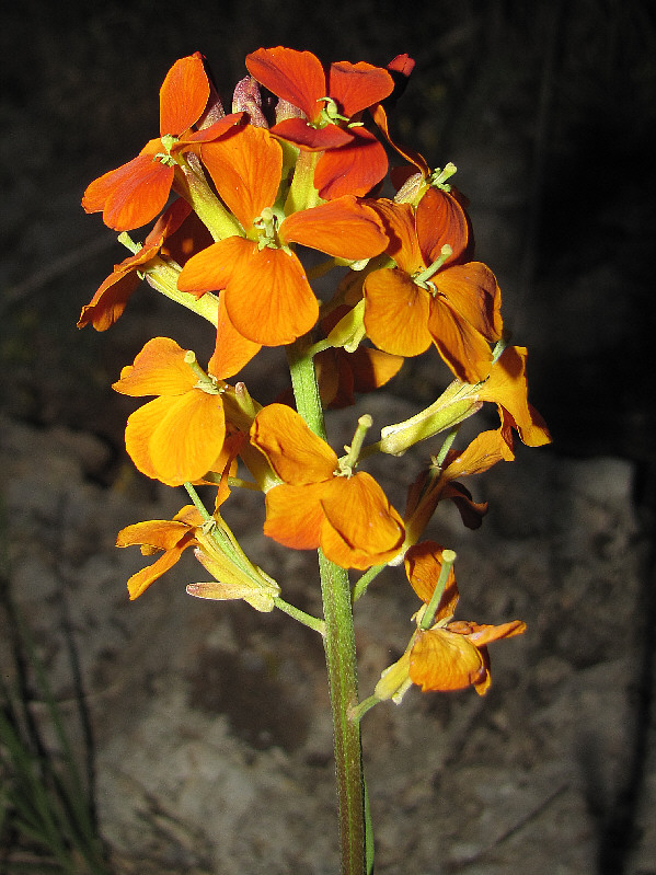This orange-coloured variant is apparently not as common as the usual yellow flowers.