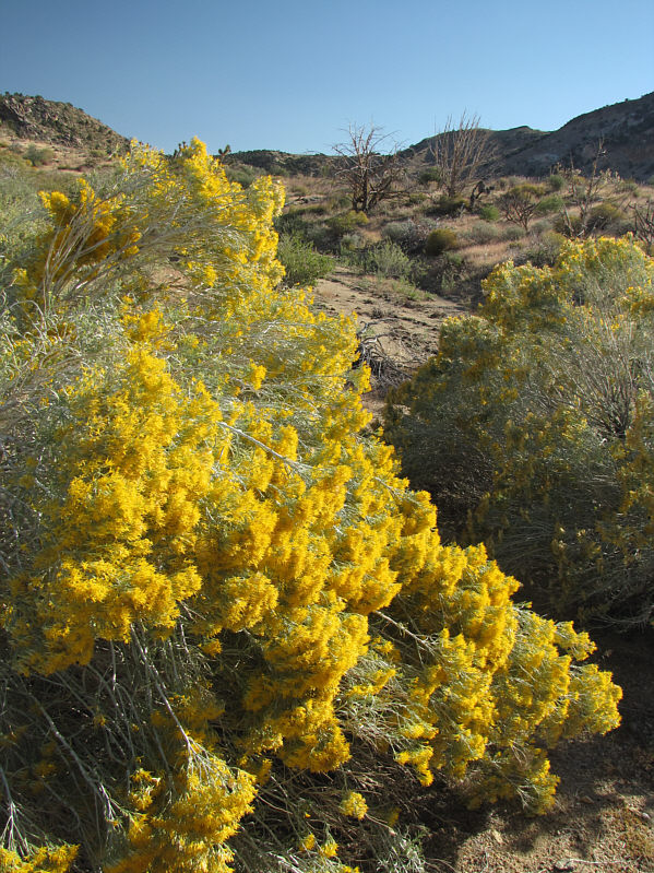 Rabbitbrush typically bloom in the Fall.