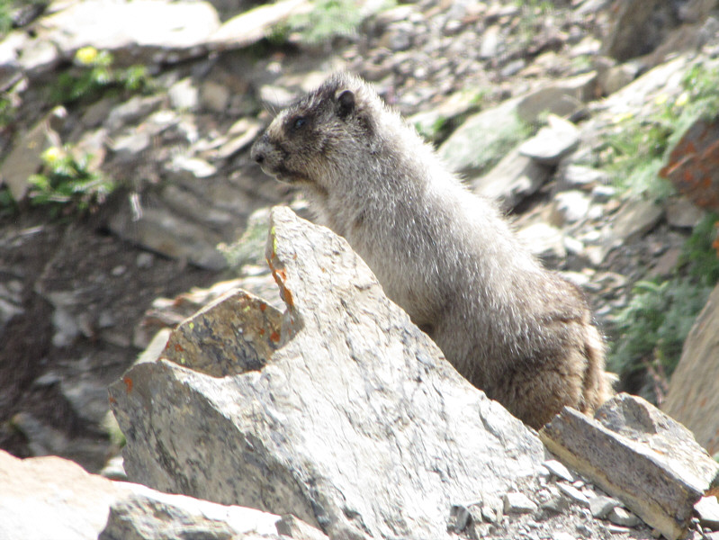 Kinda funny how the marmot's back is seemingly parallel to the rock in front.