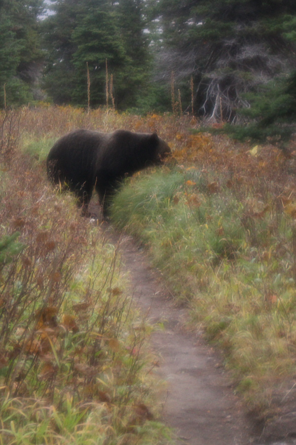 Upon seeing the bear, Zosia grabbed her bear spray while I grabbed my camera!