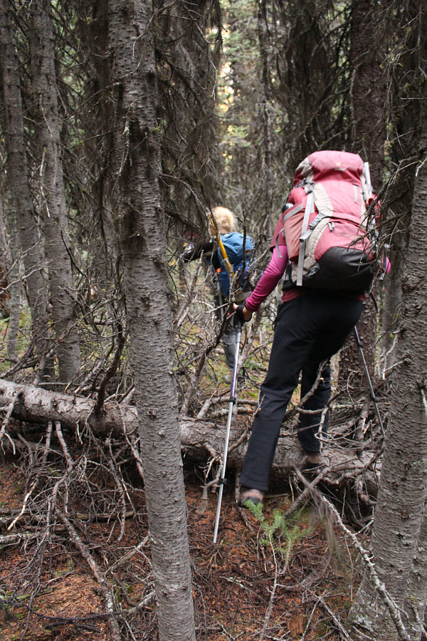 Contrary to what the photo shows, the bushwhacking was generally light.