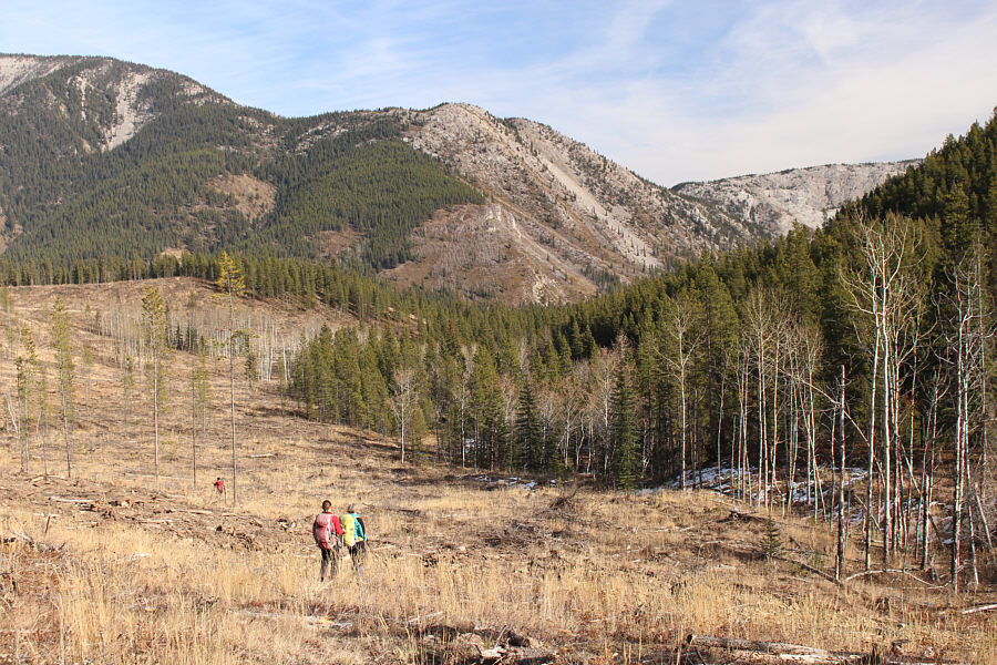 It's better than bushwhacking, but the clearcuts are not easy to walk through either!