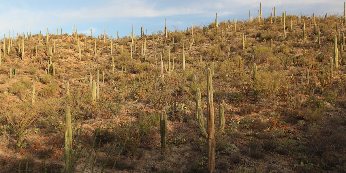 Now all we need to see are a coyote and a roadrunner!