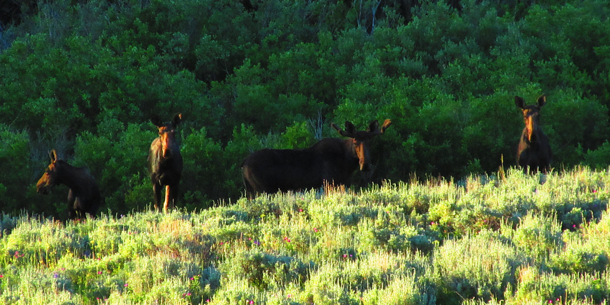 We also saw a lone moose earlier during the drive.