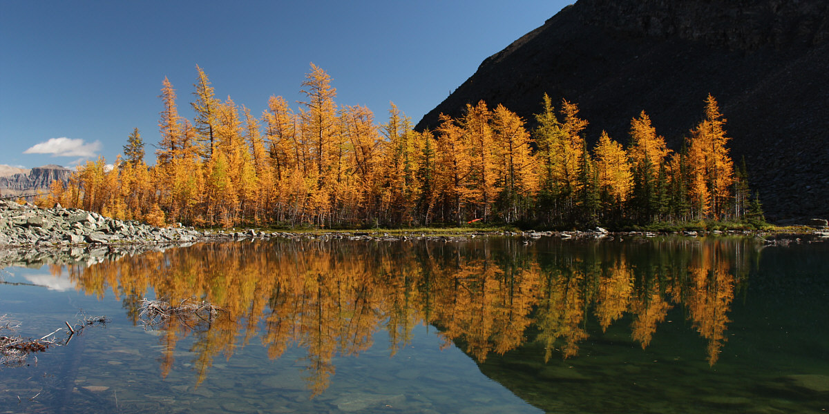 Notice the canoe in the trees?