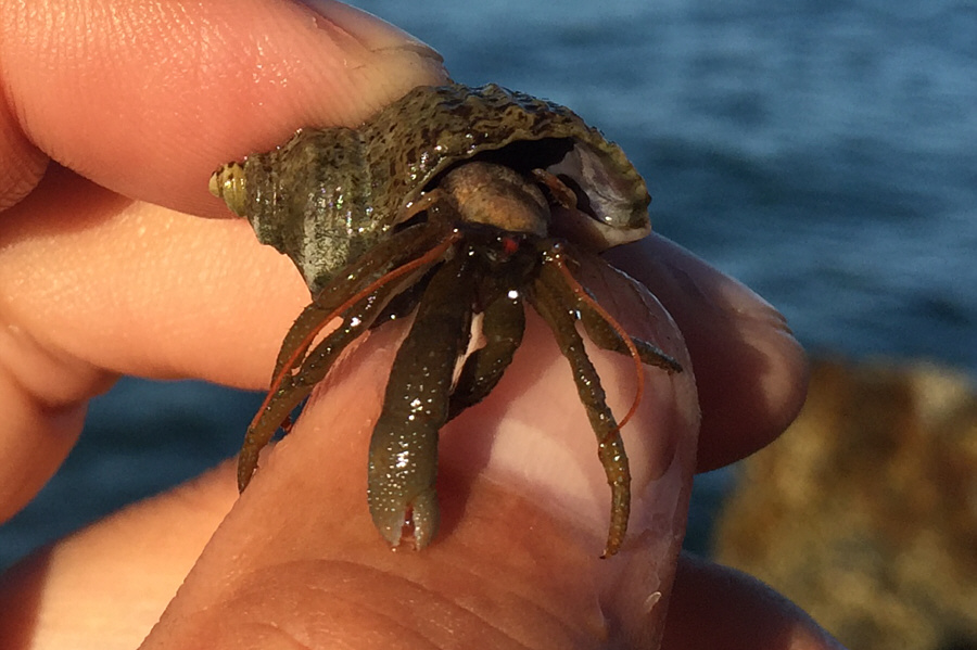 Hermit crabs are the ultimate van-lifers...err...shell-lifers!