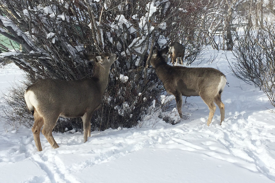 Is there a deer problem in Waterton?