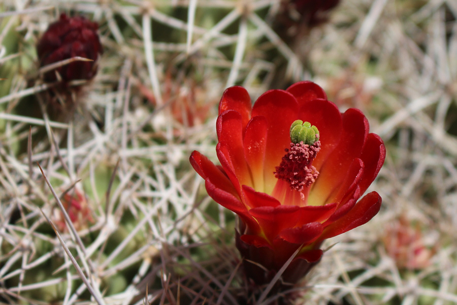 Never tire of seeing cactus flowers!