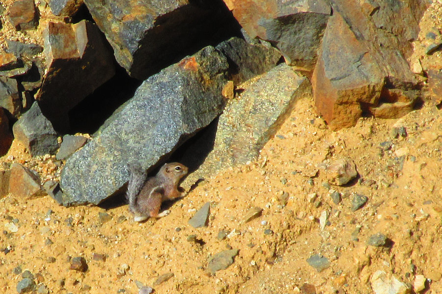 Very similar to the golden-mantled ground squirrel!