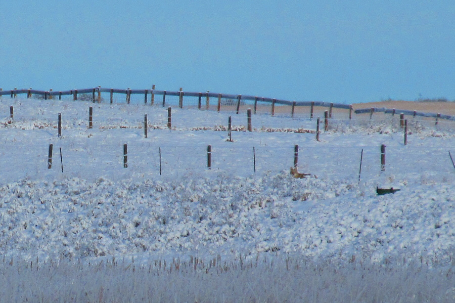 One of three coyotes we saw on this day.