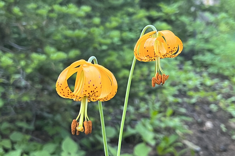 I thought these were orange glacier lilies!