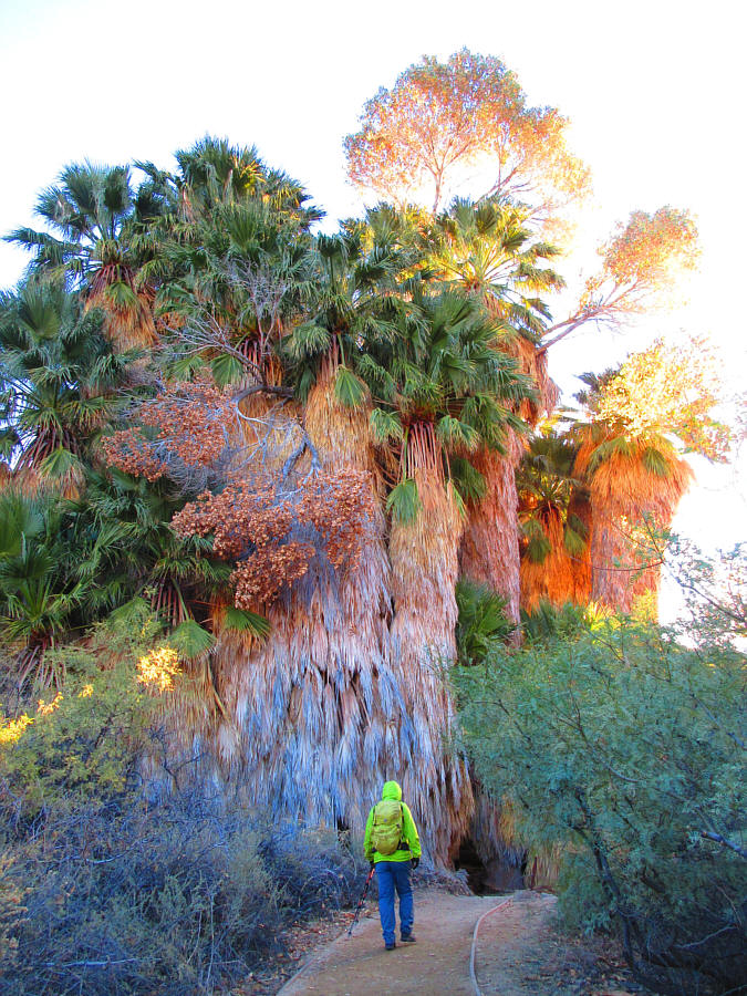 The only native palm tree in the western US!