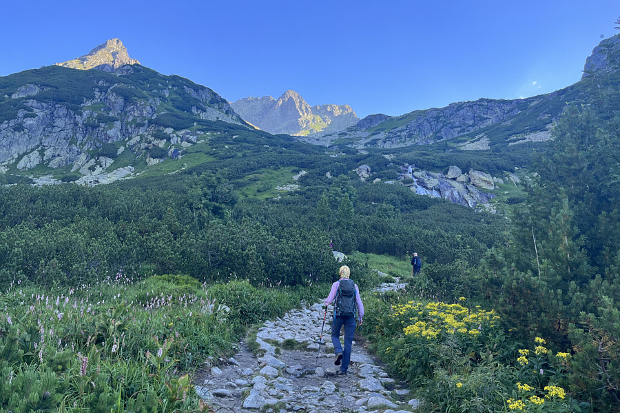 The bushes are still very thick--not great for off-trail travel which is forbidden anyway.