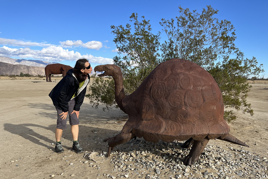 Wrong season for desert turtle watching!