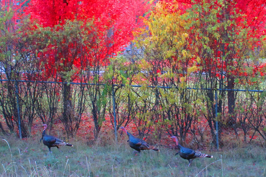 Don't worry! It's not Thanksgiving yet in the US!