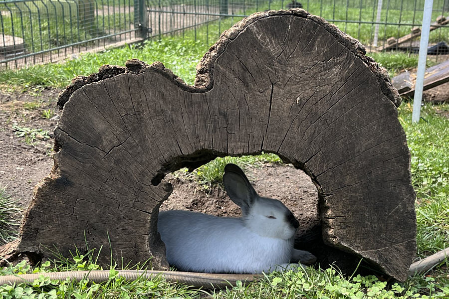 They were spraying water in the pen to keep all the rabbits cool.