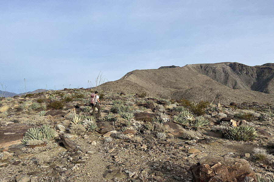 Probably the most pleasant hiking on the ridge, but it is long and will feel like it on the return!