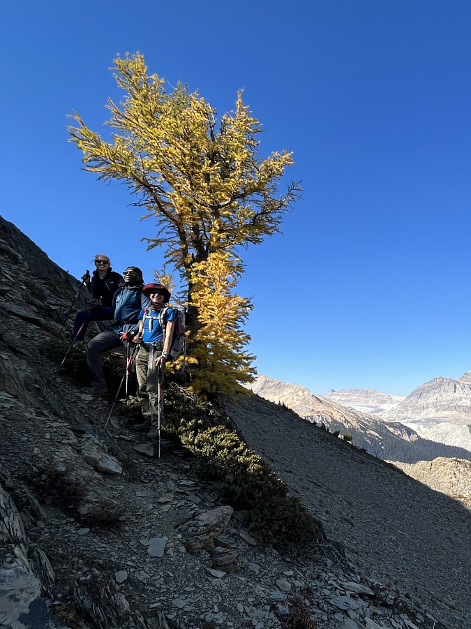 Larch season is here again!