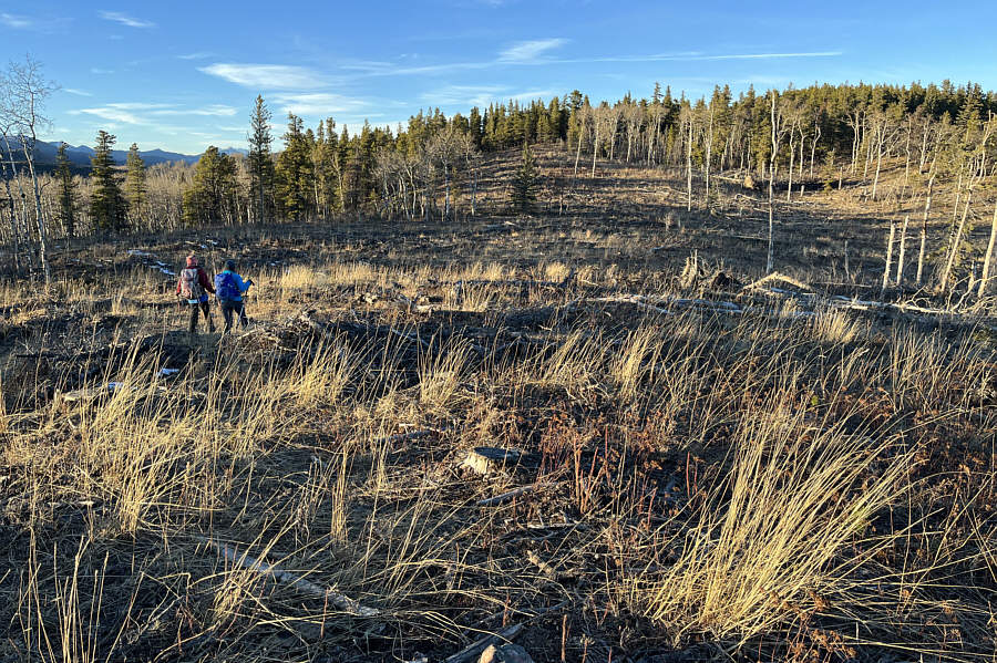 Actually the worst hiking of the day here because of the poor footing in the slash.