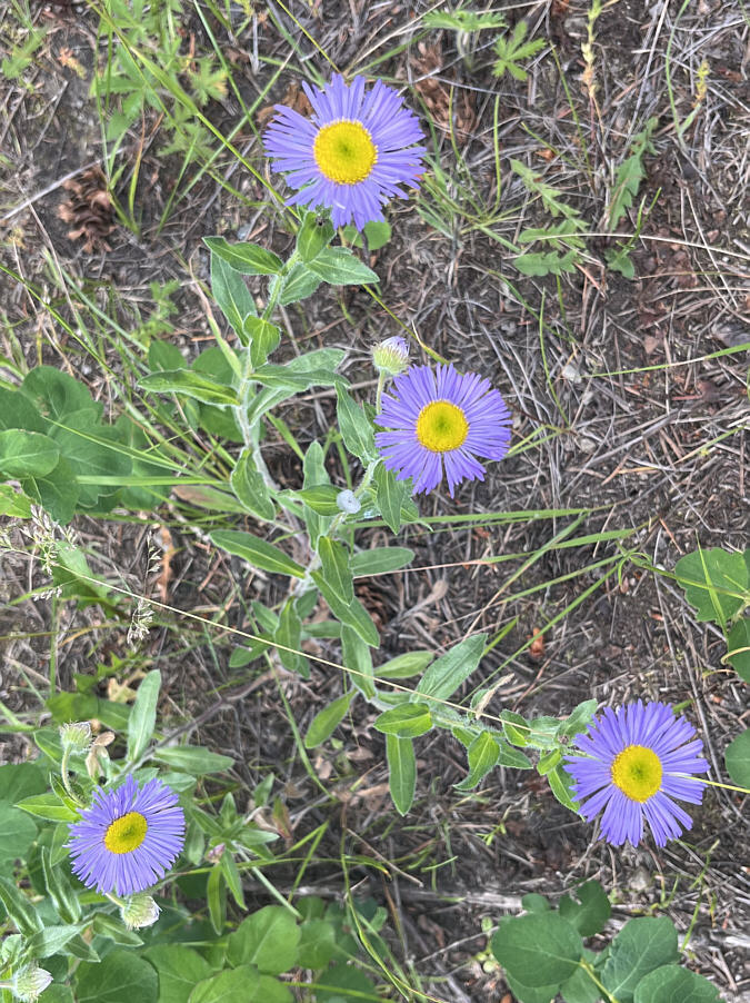 A token wildflower photo!