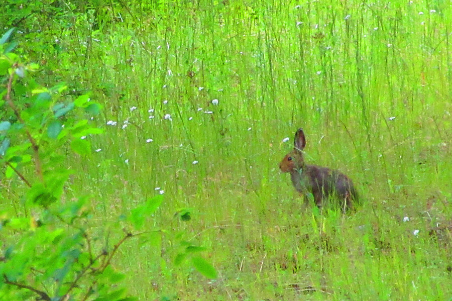 Right! Silly little bleeder. One rabbit stew comin' right up!