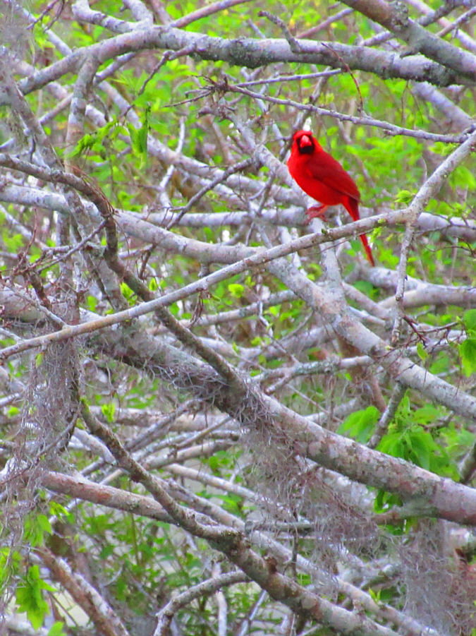 Beautiful bird.