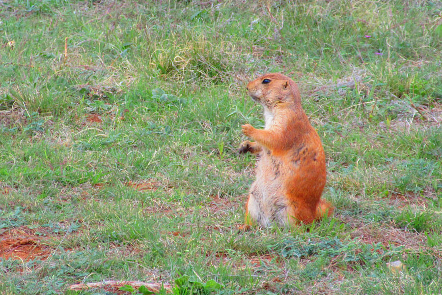 They are larger than Richardson ground squirrels.