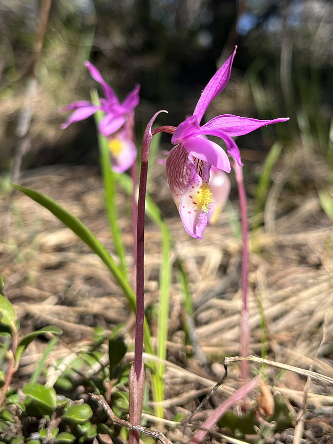 Never tire of seeing/photographing this flower.