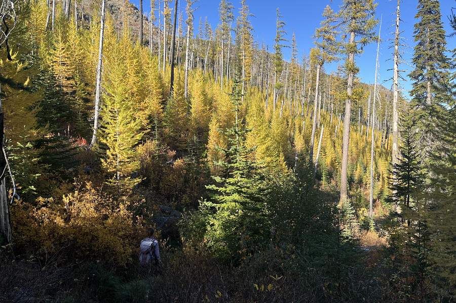 It's too bad they didn't built the trail just a little higher up the slope!