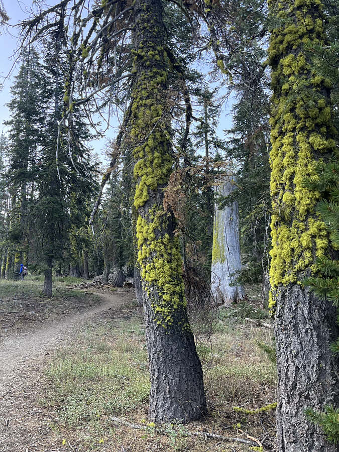 Tree cushions?