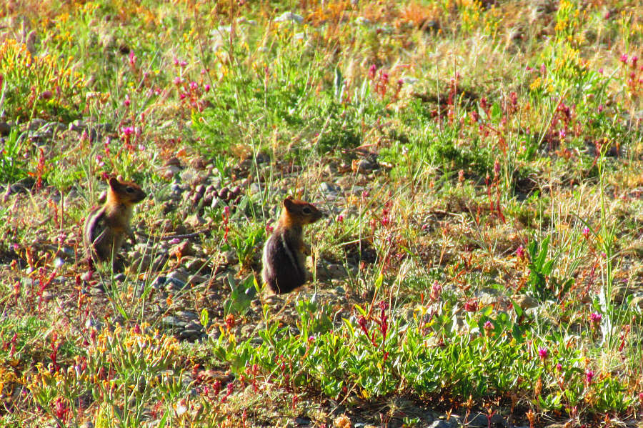 Breakfast for the hawk?