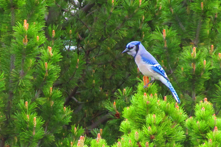 Second blue jay that we saw on this day.