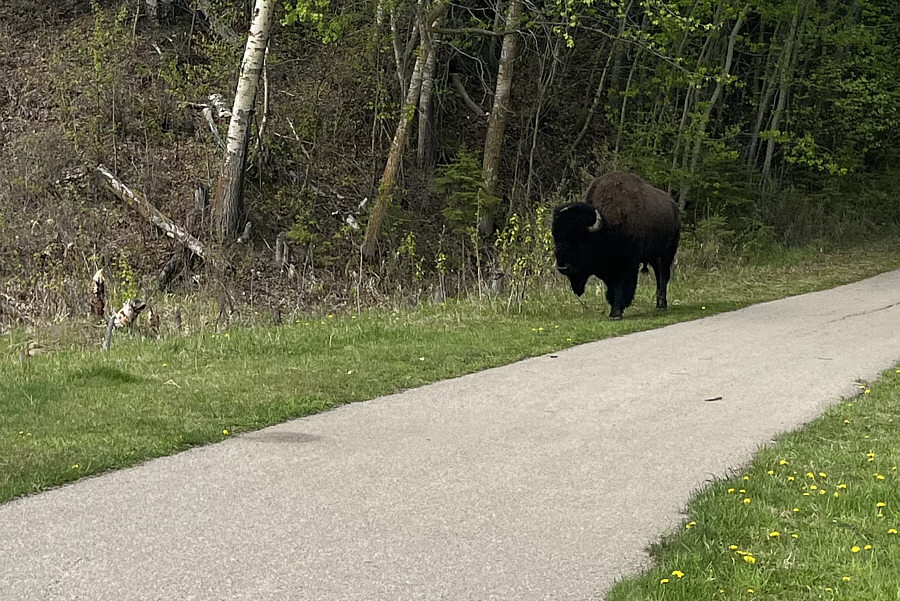 It would have stuck around longer if it wasn't for the clueless family zooming by on their bicycles.