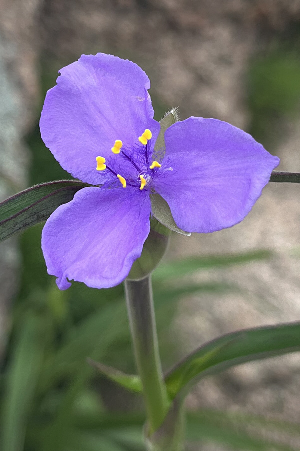 Native weed!