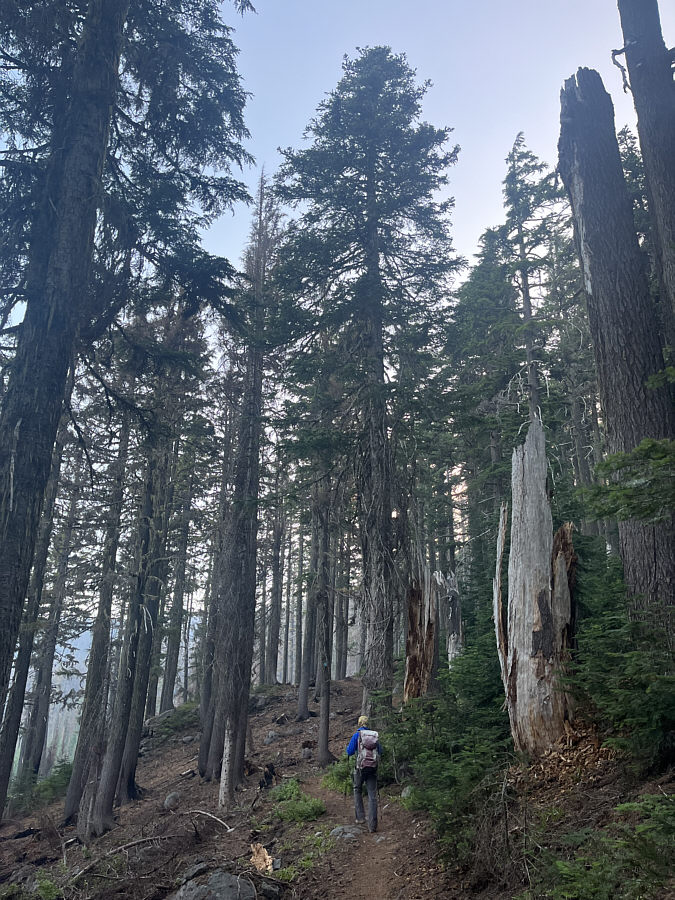 Surprisingly light undergrowth makes the forest less claustrophobic.