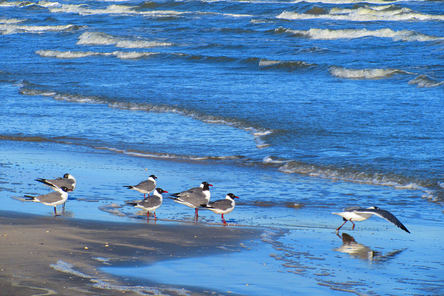 I think these are laughing gulls--they look just like Franklin gulls.