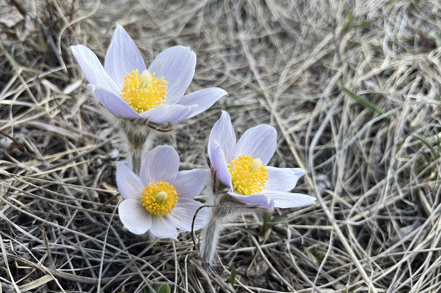 Always a welcomed sight after winter!