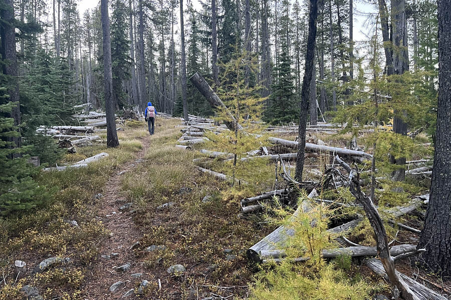 You want larches? There's a few here!