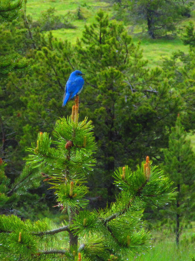 Beautiful bird!