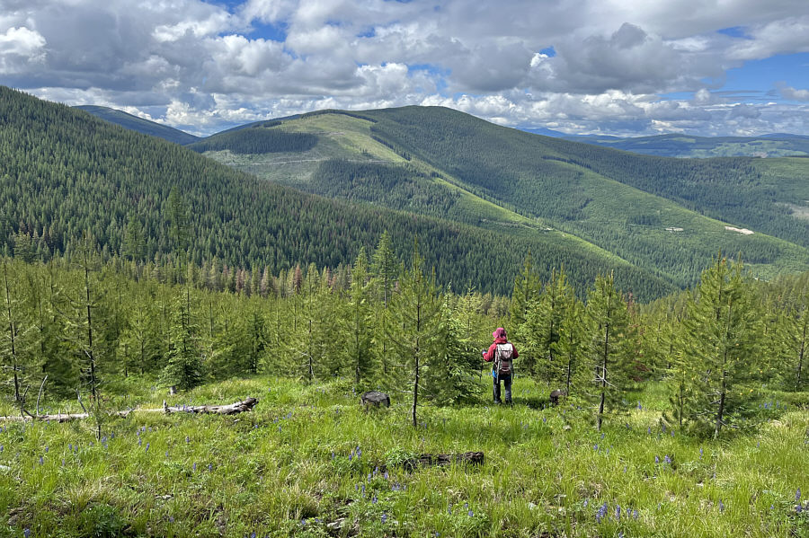 Possibly a great place for tree skiing in winter...