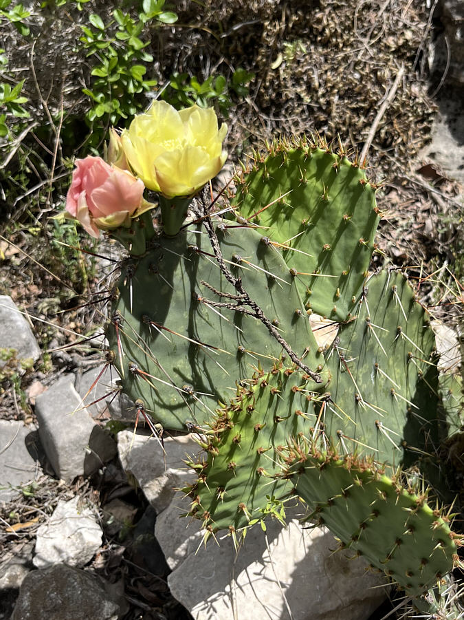 Always nice to see blooming cacti!